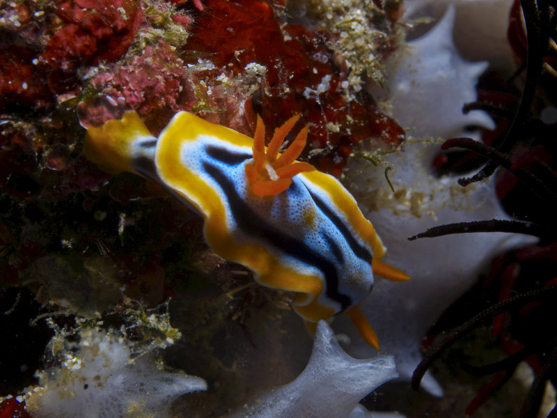 Nudibranch, Wreck Point
